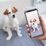 Practical & Stress-Free Grooming for Medium Coats: Smart Home Care Tips That Actually Work