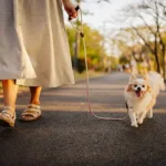 Grooming for Puppies Made Easy: Essential, Stress-Free Care for a Healthy Start