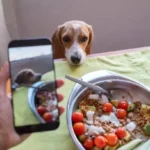 Gum Health: Essential and Proven Ways to Maintain Strong, Healthy Gums for Dogs