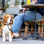 Proven Hair Mat Removal Techniques: A Stress-Free Way to Keep Your Dog’s Fur Healthy and Tangle-Free