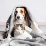 Healthy Dog Habits at Home: Complete Guide for Beginners