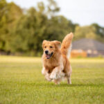 How Often Groom Dog at Home: A Complete Guide for Pet Owners