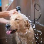 How to Care for a Dog at Home: Complete Guide for Beginners