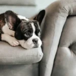 Easy & Proven Hydration Schedule for Dogs: Keep Your Pup Healthy Every Day