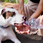 Simple and Essential Hydration Tips to Keep Your Dog Healthy and Happy