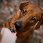 Proven Meal Prep Routine: Easy Guide to Efficient Daily Dog Feeding