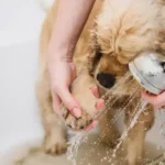 Easy and Stress-Free Meal Prep Tips: Smart Strategies for Busy Dog Owners