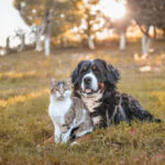 Mental Stimulation for Dogs at Home: Keep Your Pup Happy and Healthy