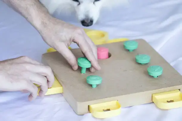 Mental enrichment and training for dogs during daily dog care routines