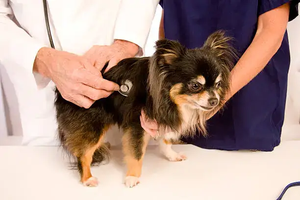 Midday health check to monitor dogs in daily dog care routines
