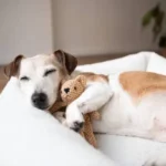 Easy and Essential Morning Dog Routine: Start Your Day with a Healthy, Happy Pup