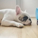 Essential Nail Care Routine for Dogs: How to Keep Your Pup’s Paws Healthy