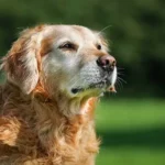 Easy and Proven Nighttime Dog Routine for a Calm and Happy Pup