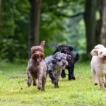 Easy and Proven Obedience Training Basics to Teach Your Dog Essential Commands and Build a Strong Bond