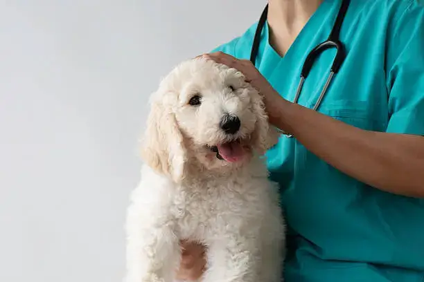 Plaque & Tartar Removal