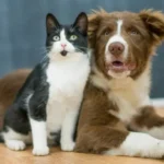 Proven Positive Reinforcement Techniques Every Dog Owner Can Use for Stress-Free Training