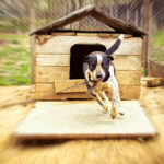 Practical & Stress-Free Ways to Prevent Barking at Home