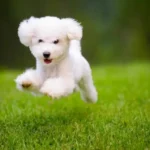Proven Strategies to Prevent Excessive Barking in Your Dog
