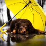 Easy & Essential Puppy Care at Home: A Proven, Stress-Free Guide for First-Time Owners