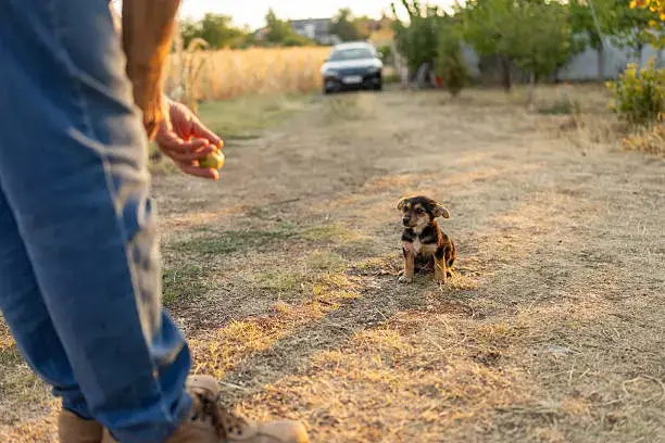 Puppy morning routine with potty breaks and playtime as part of daily dog care routines