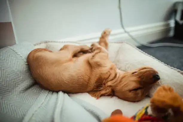 Puppy napping during scheduled daily dog care routines