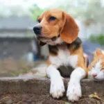 Reduce Shedding – Proven Tips to Keep Your Dog’s Fur Under Control