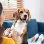 Responsible Dog Ownership at Home: Complete Guide for Beginners