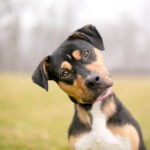 Senior Dog Care at Home: Essential Tips for Your Aging Companion