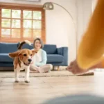 Easy and Proven Socialization Strategies to Encourage Positive Interactions for Your Dog