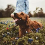 Proven Socialization Techniques Every Dog Owner Can Use for Stress-Free Behavior Improvement