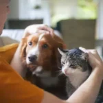 Essential Socialization Tips: A Proven, Stress-Free Way to Socialize Your Dog Safely