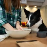 Toothpaste Selection: A Simple, Proven Guide to Safe Oral Care for Dogs