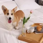 Proven Training Techniques for Dogs: Easy, Positive Reinforcement Tips for Lasting Results