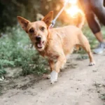 Smart Travel Preparation: Essential Tips for Stress-Free Trips with Your Dog