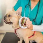 Essential Treat Safety Guidelines: Smart, Stress-Free Ways to Avoid Harmful Treats for Dogs