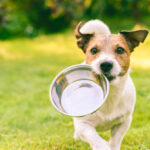 Weather Effects on Dogs at Home: How to Keep Your Pet Safe and Comfortable