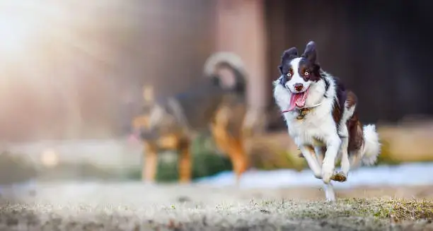 Weekend outdoor activities and socialization for dogs in daily dog care routines