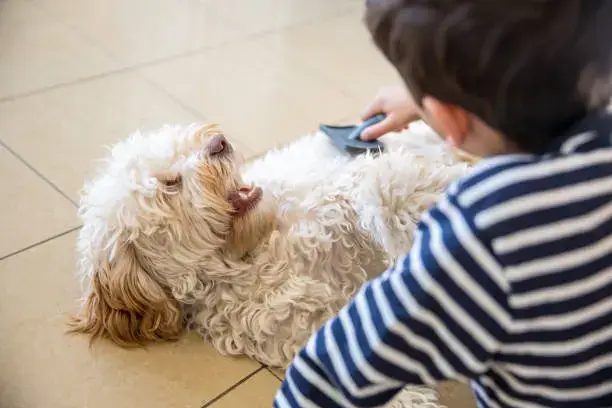 Weekly grooming and hygiene for dogs as part of daily dog care routines
