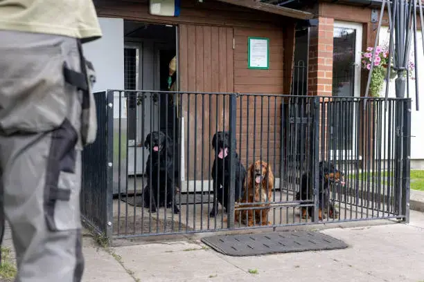 Calm dog resting in safe zone at home