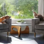 Daily Dog Care Routine At Home: A Complete Guide for Beginner Owners