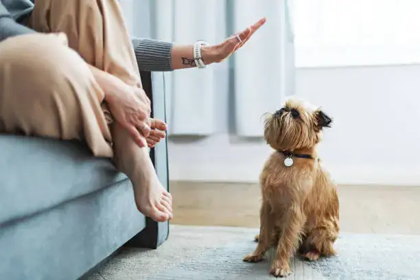 Dog barking at home being trained to stay quiet