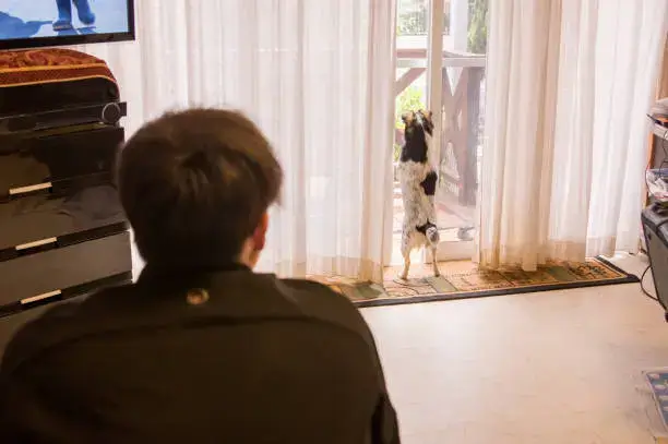 Dog barking at home at visitors arriving