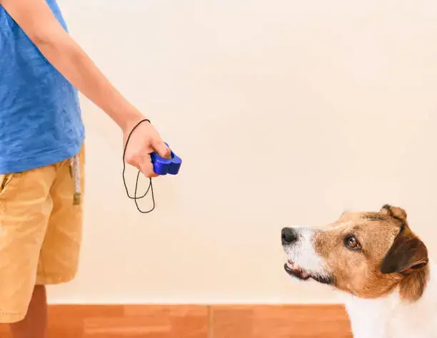 Dog using clicker training to reduce barking at home