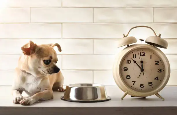 Dog daily routine to prevent barking at home