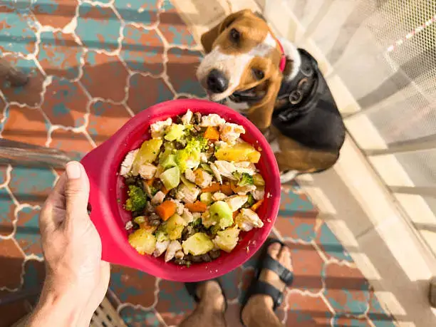 Dog enjoying a nutritious meal, supporting healthy dog behavior at home through proper nutrition