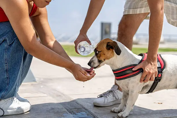 Dog drinking water from a portable bowl, showing hydration tips for dog care for busy owners
