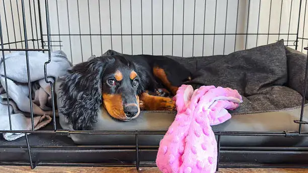 Dog resting peacefully in crate at home, showing secure and stress-free dog behavior at home