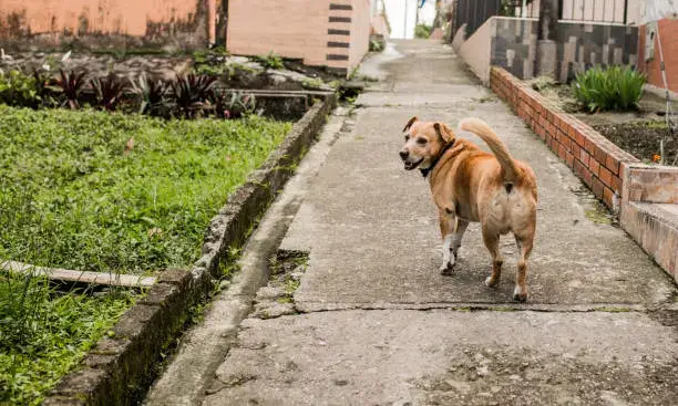 Dog exercising outdoors at home, contributing to reduced anxiety and improved dog behavior at home