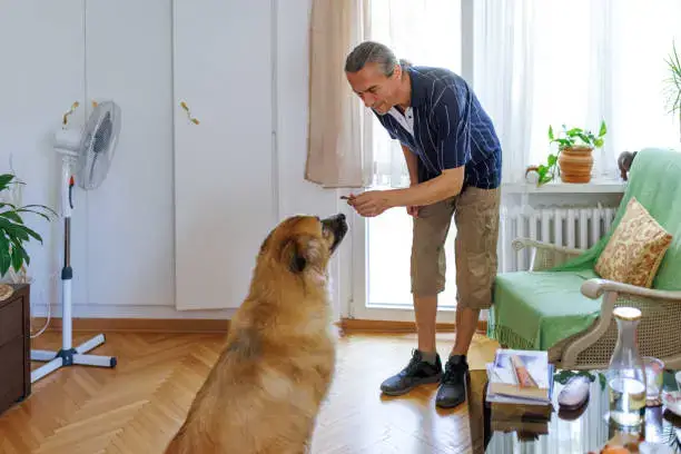 Positive reinforcement to stop dog barking at home