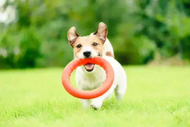 Puppy engaged in interactive play and mental enrichment to support healthy dog behavior at home